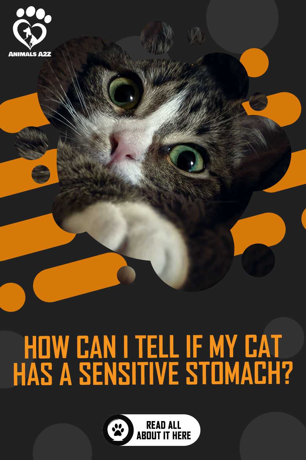 How Can I Tell if My Cat Has A Sensitive Stomach ...