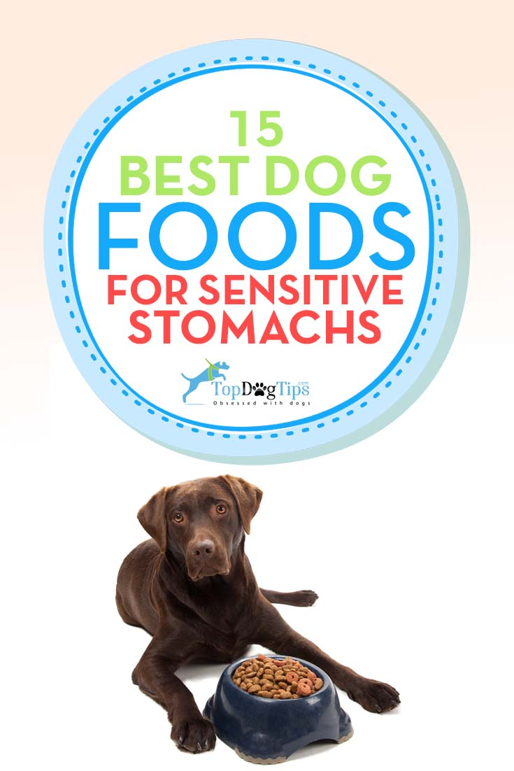 15 Best Sensitive Stomach Dog Foods