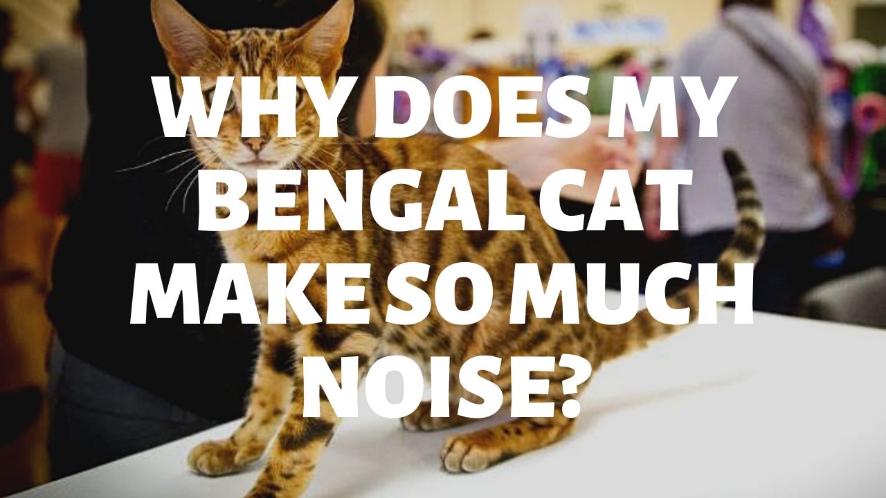Why Does My Bengal Cat Make So Much Noise?