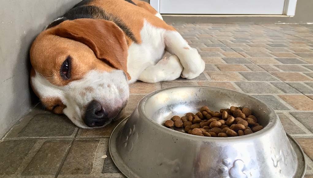 10 Ways to Help a Dog with Upset Stomach (And How to ...