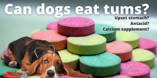 Can dogs eat Tums for an upset stomach? Is Tums safe for dogs?