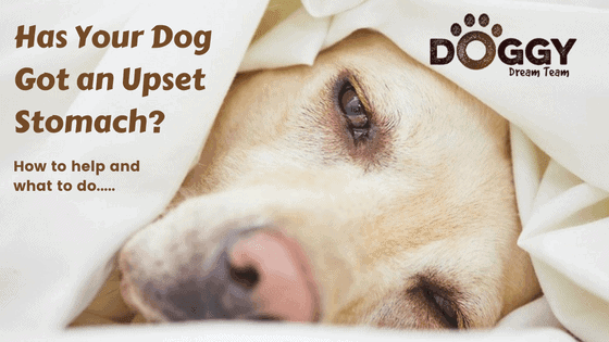 Do you have a dog with an upset stomach? Heres how to help.