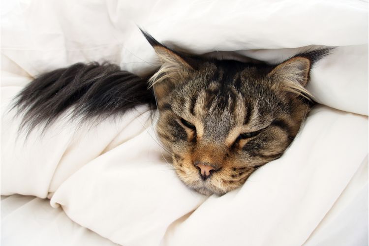 6 Remedies That Will Settle Your Cat