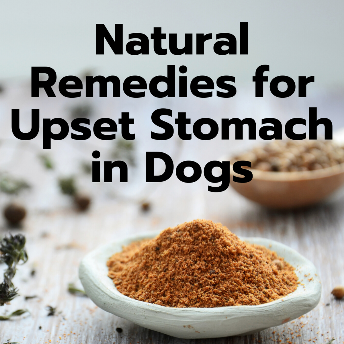 8 Easy Home Remedies for a Dog