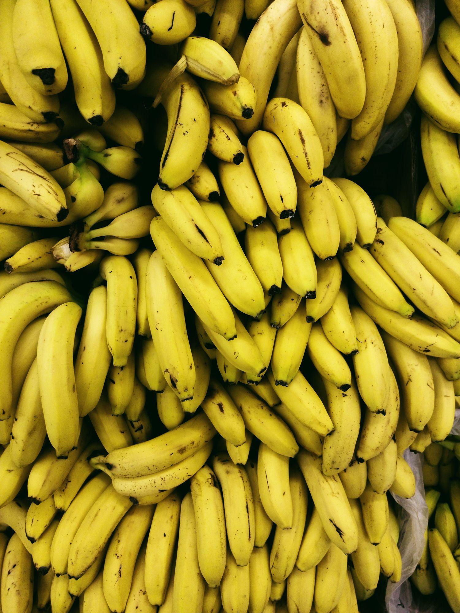 Are Bananas Good For Dogs With Upset Stomach