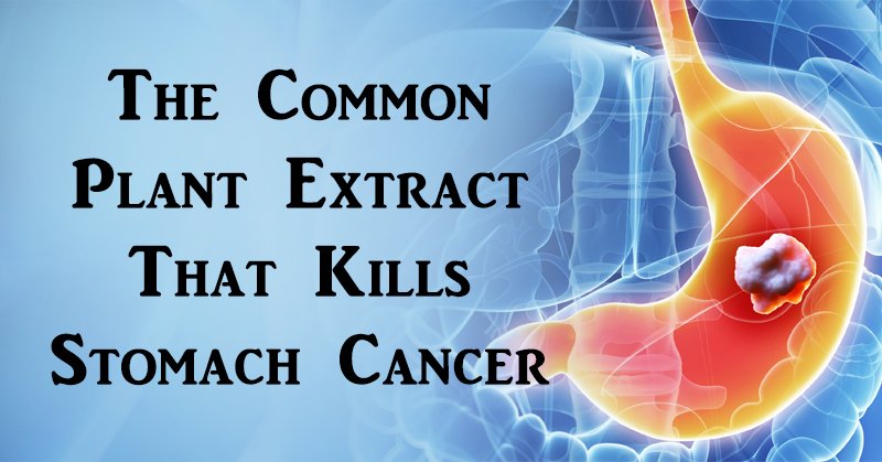The Common Plant Extract That Kills Stomach Cancer ...