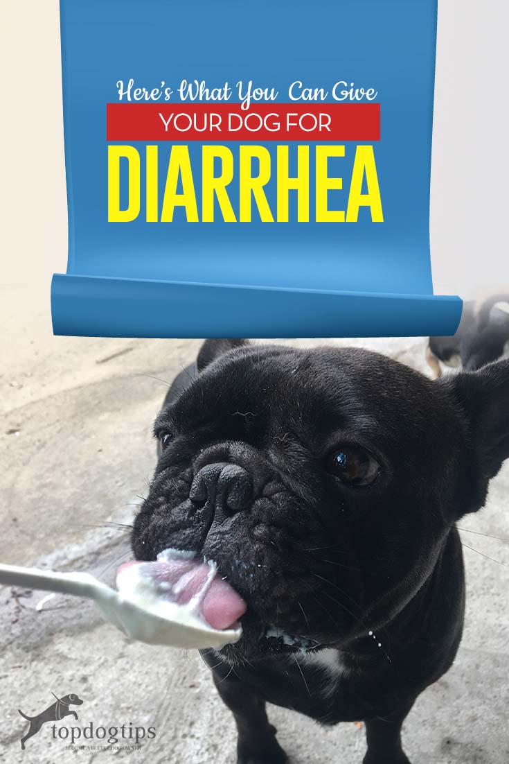What Can I Give My Dog for Diarrhea? â Top Dog Tips