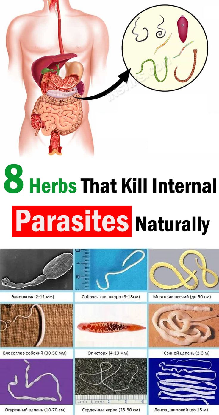 8 herbs that will help drive parasites from the human body ...