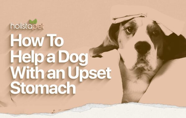 What Can I Give My Dog for an Upset Stomach [Best At