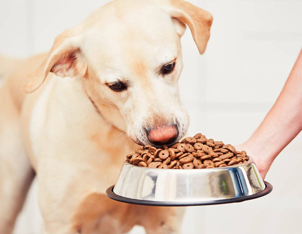 7 Best Dog Food For Sensitive Stomach For 2020 (Reviews ...