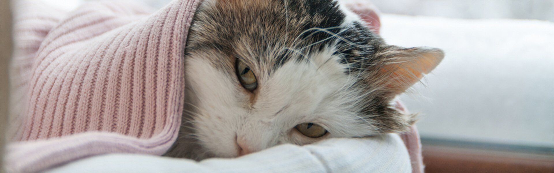 Upset Stomach in Cats: Home Remedies