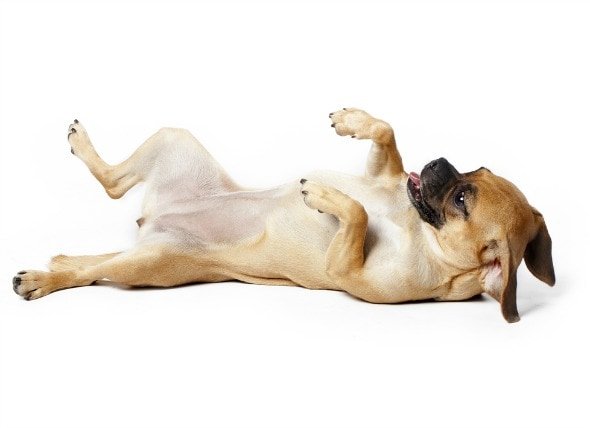 Painful Abdomen in Dogs