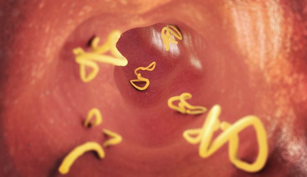 Stomach Parasites: What