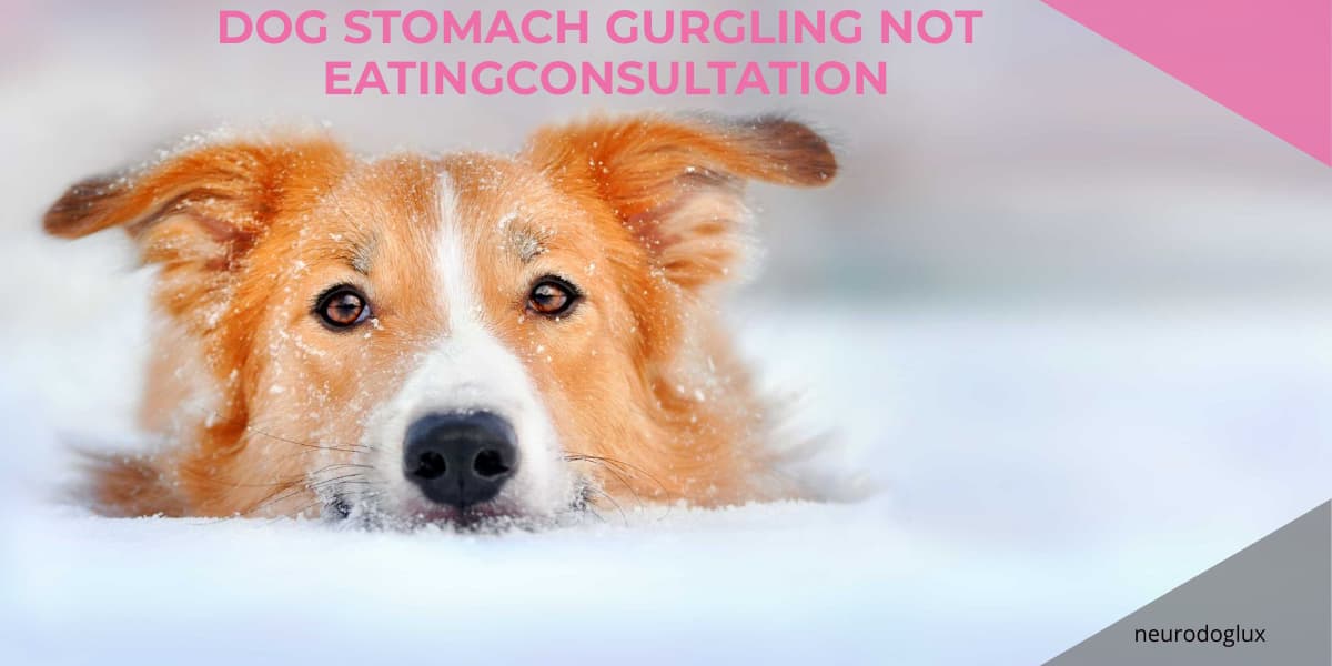 Dog stomach gurgling not eating How can I settle