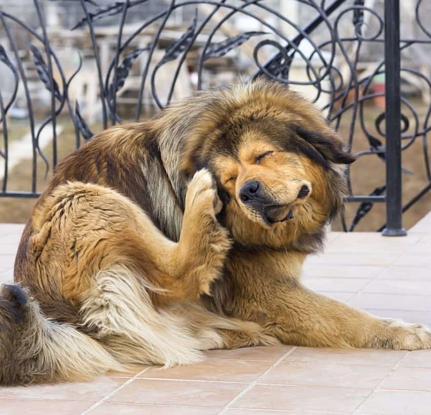 Pepto Bismol For Dogs: Can I Give My Dog Pepto?