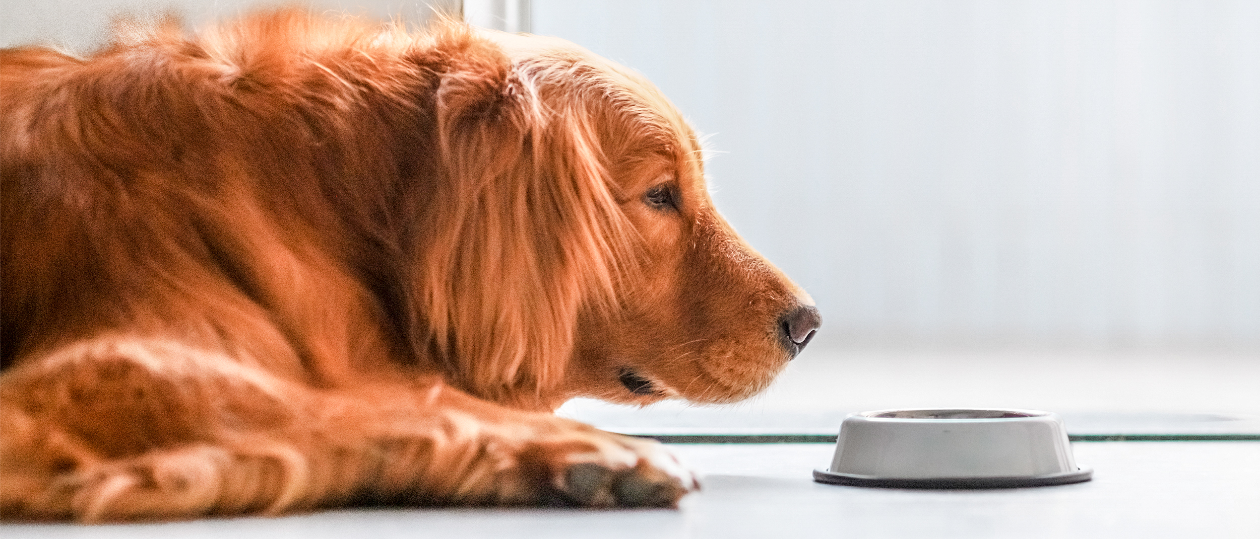 Spotting Signs Of Digestive Problems In Your Dog