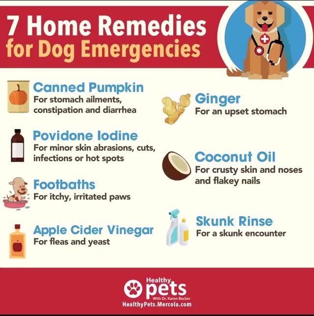 what-to-give-dog-for-stomach-ache-stomachguide