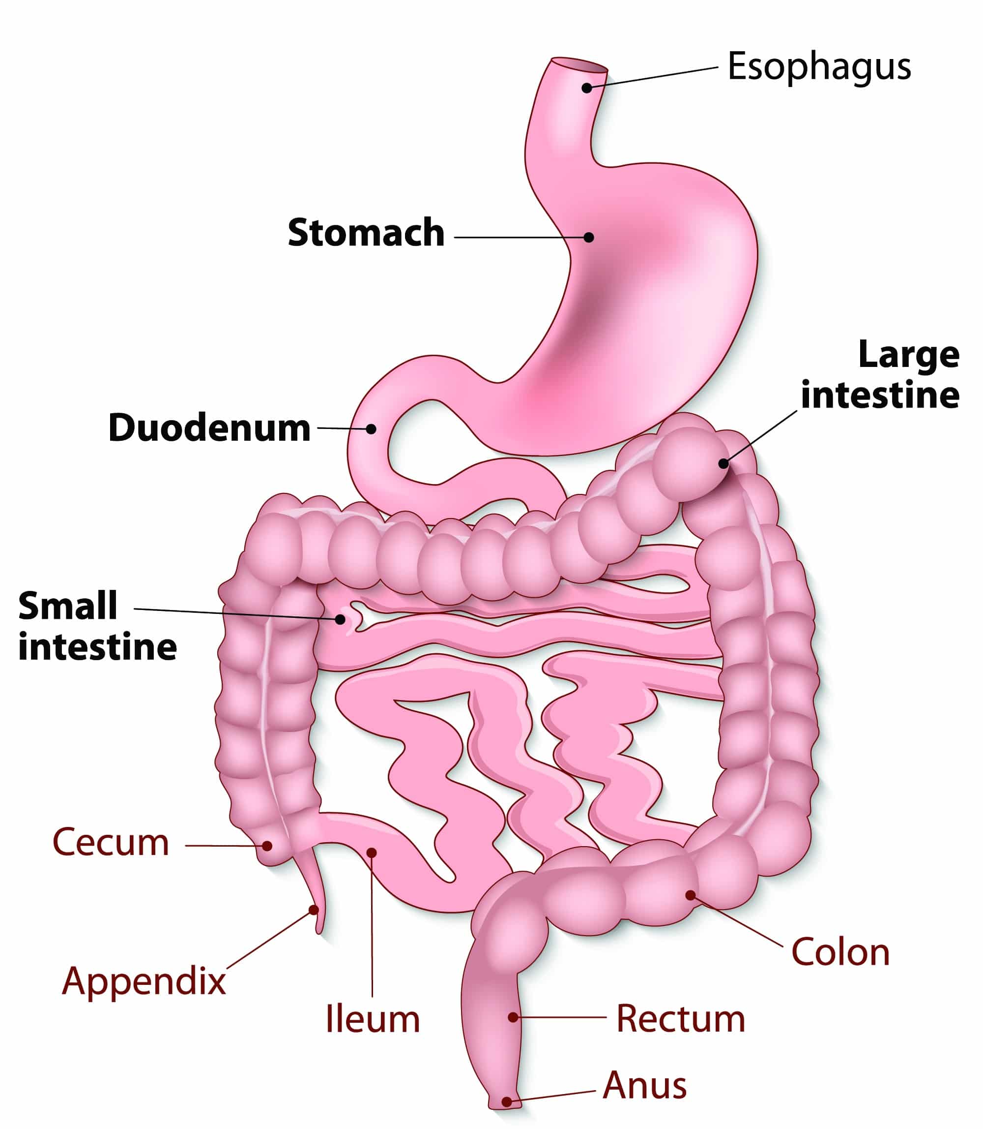How Your Gastrointestinal Tract Works