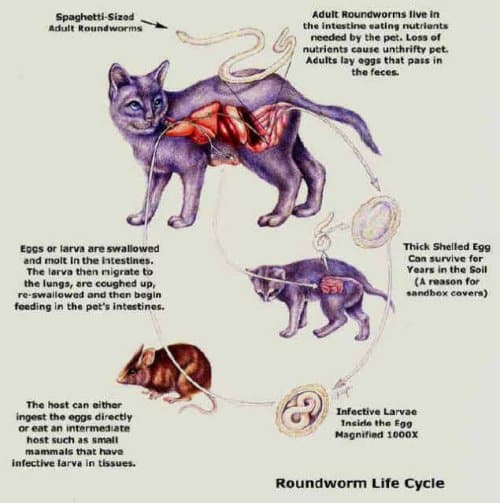 Roundworms In Cats Pictures
