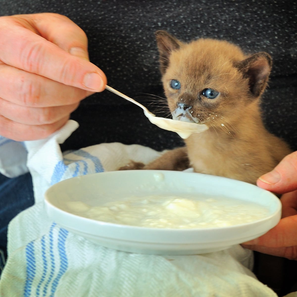 What Is the Best Kitten Food for Diarrhea?