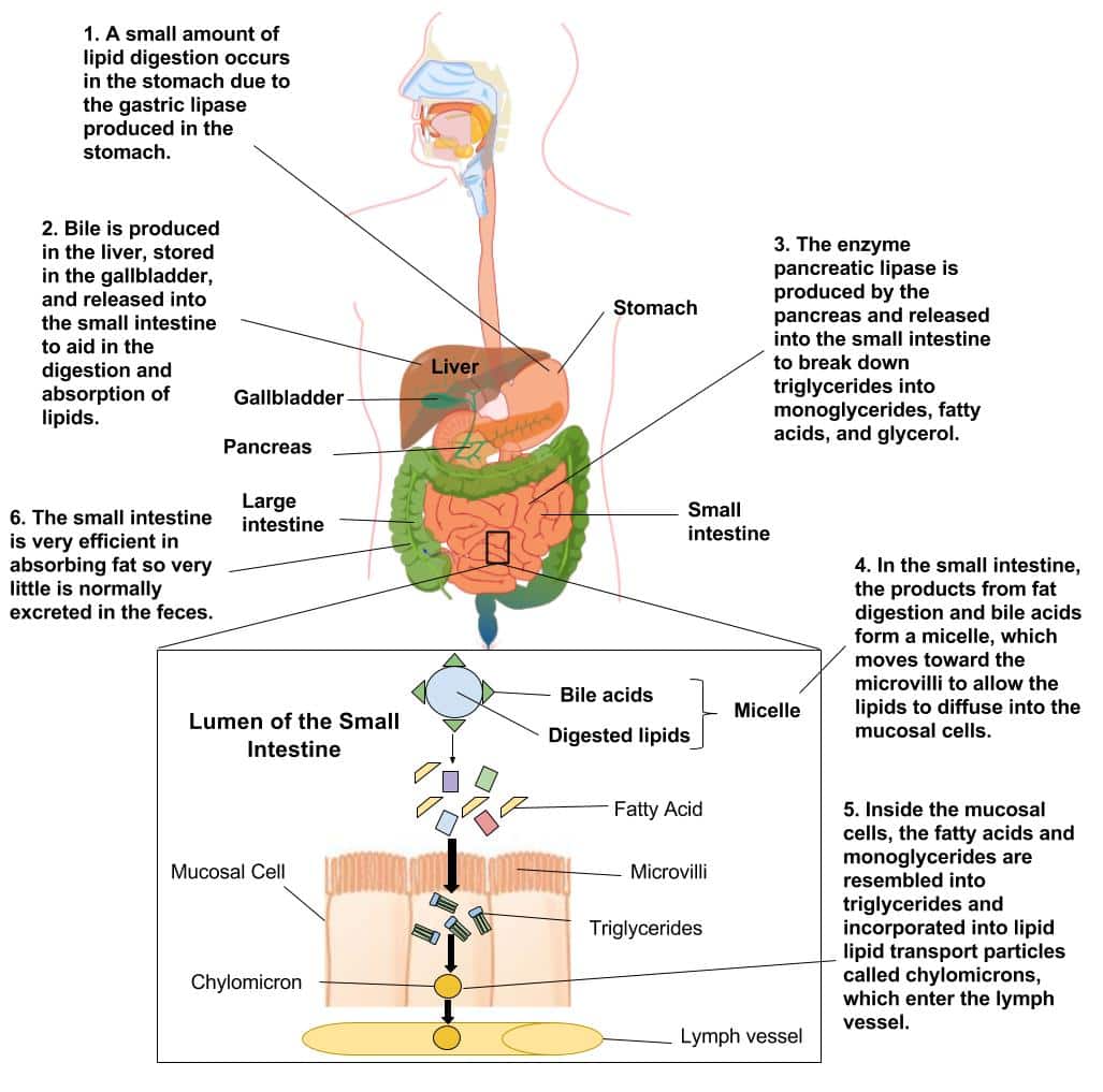 5.6: Digestion and Absorption of Lipids
